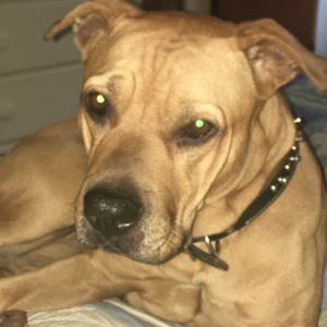 Meet your Posher, Ken